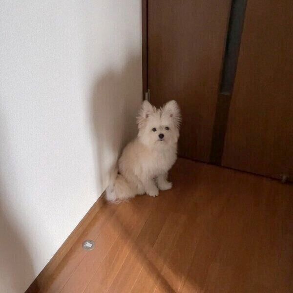 飼い主さんの出勤を阻止しようとするぽんたくん