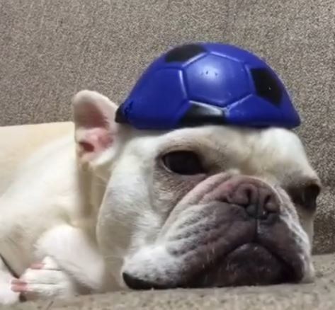 フレブルのろいさん