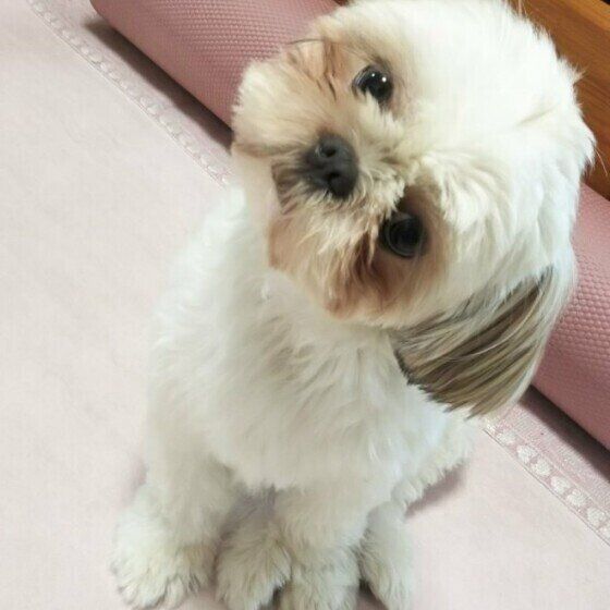 首をかしげるシー・ズー