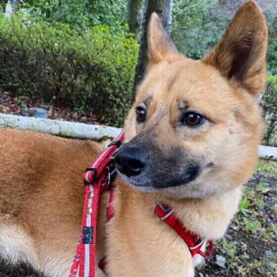 何かをみつめる茶豆ちゃん