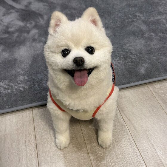 犬が頻繁に唾を飲み込む仕草をする？ 食事以外で喉を何度も「ゴックン」する理由 いぬのきもち