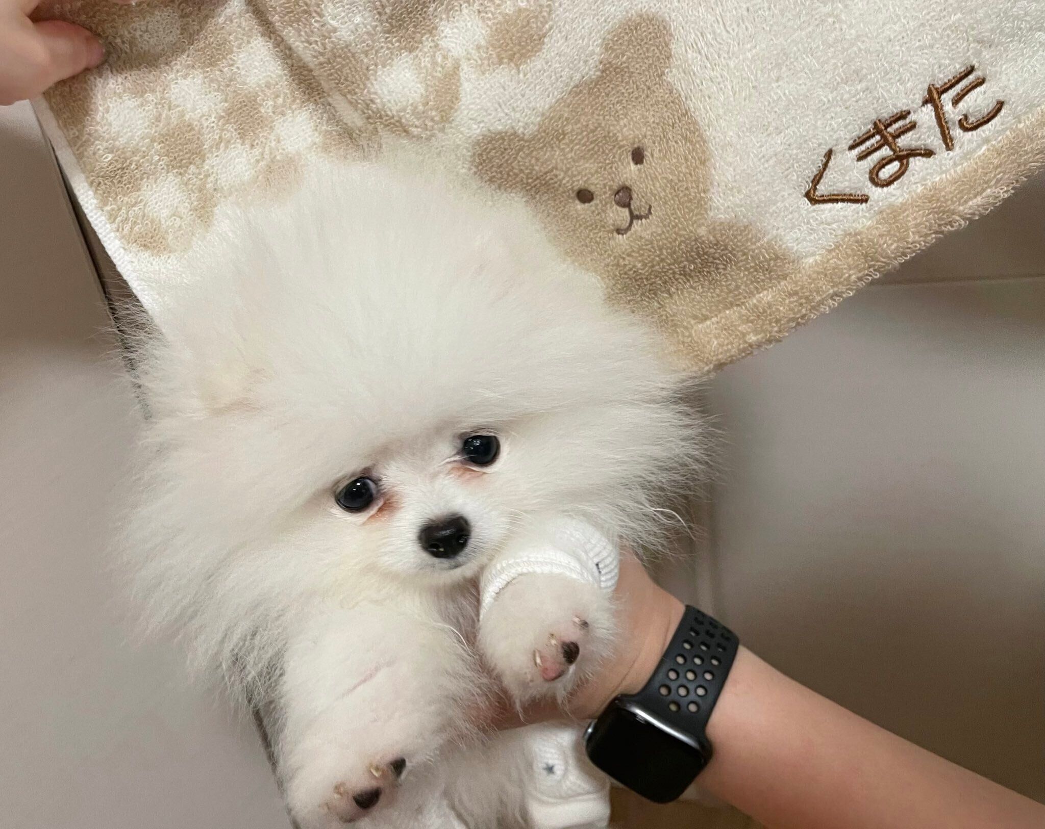 生後4カ月のころに撮影したくま太くん