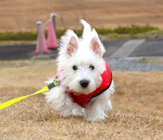 ウエスト・ハイランド・ホワイト・テリア