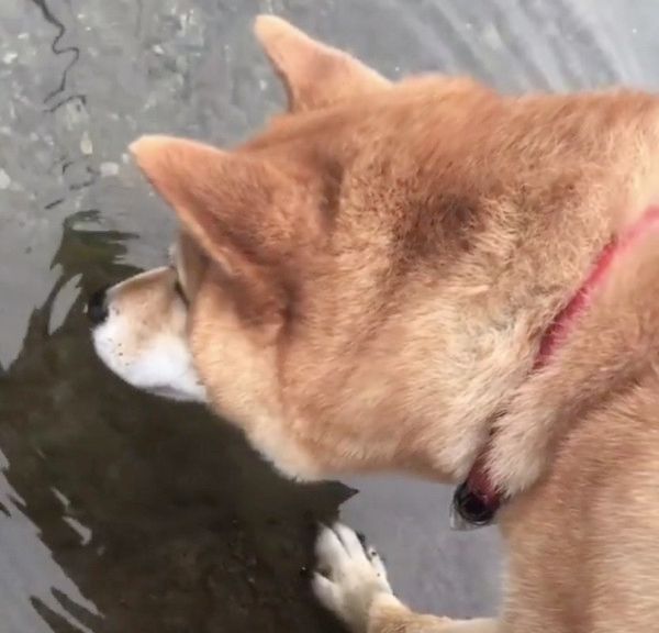 川に映る「お友達」を不思議がる柴犬