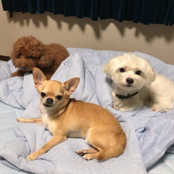 ベッドに横たわる3頭の犬