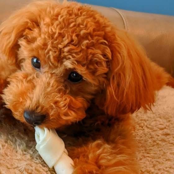 ガムを噛んでいる犬