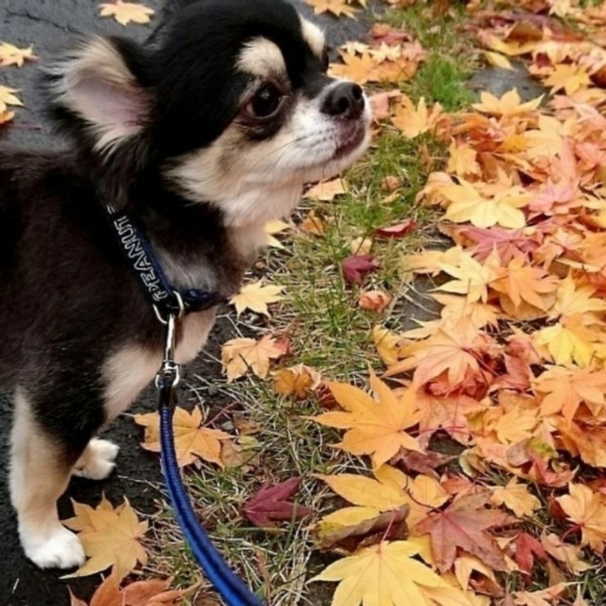 マーキングはオスだけでなくメスもするってホント 散歩中の困ったクセの対処法 いぬのきもちweb Magazine マーキングはオスだけでなくメスもするってホント 散歩中の困ったクセの対処法 いぬのきもちweb Magazine