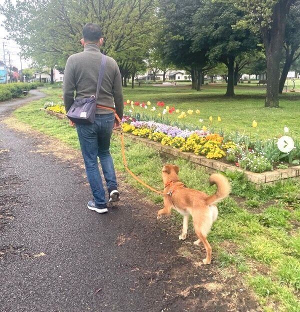 お父さんとお散歩をする華ちゃん