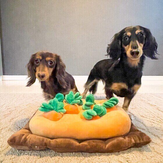 犬はモノをどのように探す？ 嗅覚と脳への刺激の関係 いぬのきもち