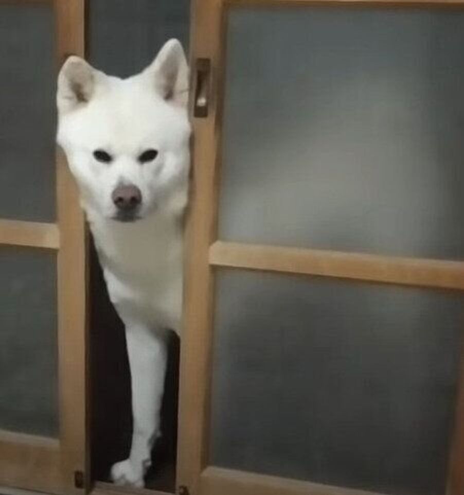 寒いけど廊下で遊びたい 暖房が入った部屋には顔だけ突っ込む秋田犬 いぬのきもちweb Magazine 寒いけど廊下で遊びたい 暖房が入った部屋には顔だけ突っ込む秋田犬 いぬのきもちweb Magazine