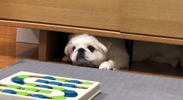 隙間に入るぷんちくん