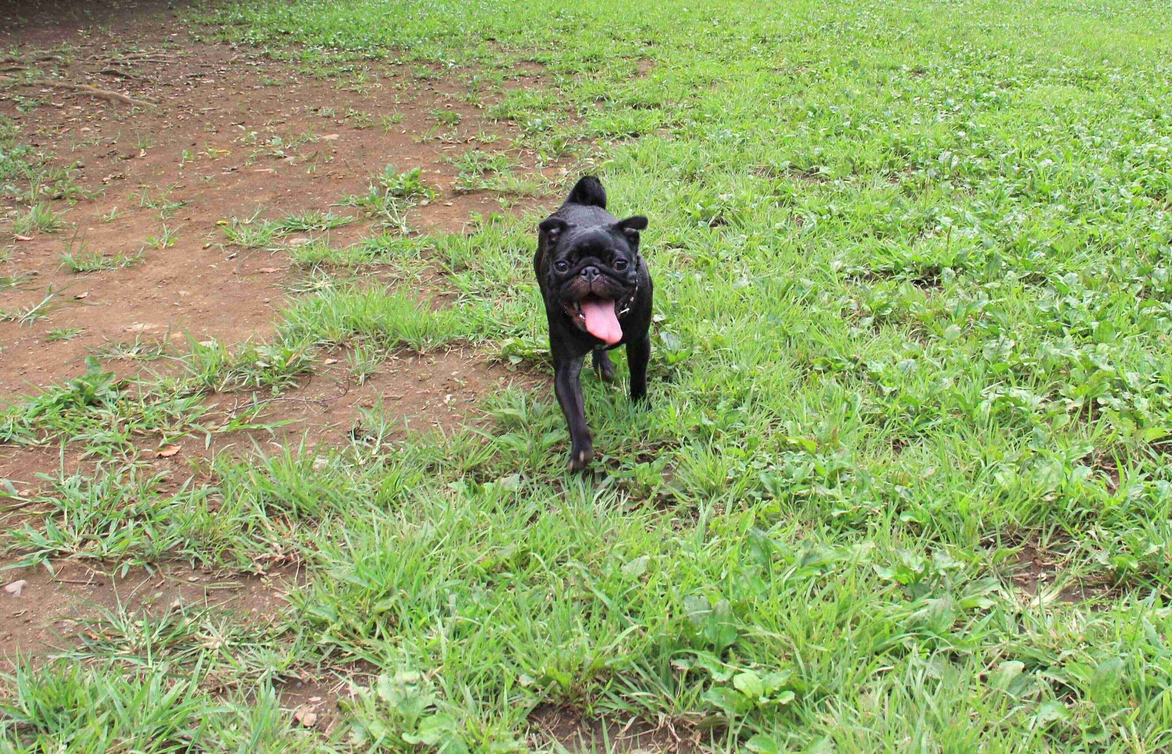 ドッグランで犬を呼び戻す