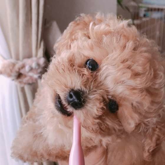 歯みがきタイム