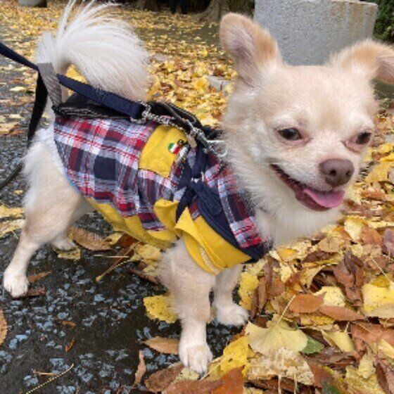 散歩中のチワワ