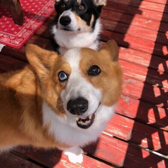 見つめるウェルシュ・コーギー・ペンブローク