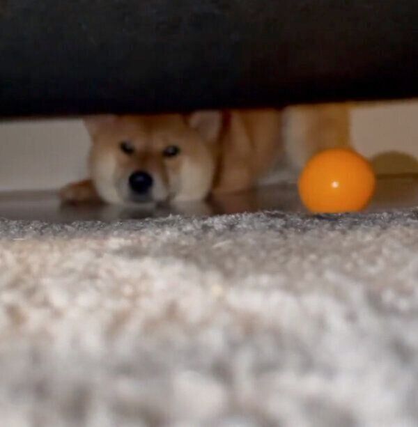 「ボールを取って」とアピールするおだしくん