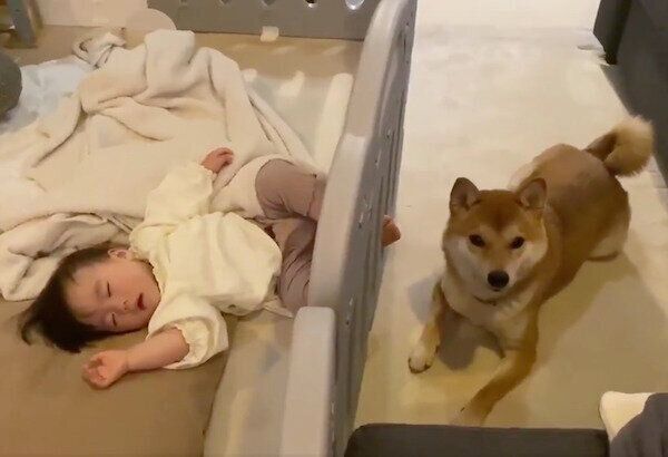 眠る妹ちゃんを見守るりんご郎くん