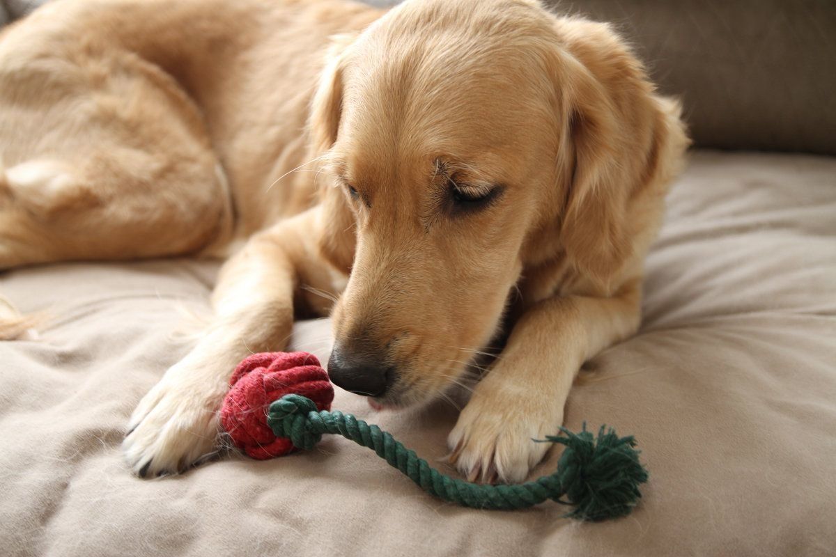 いぬのきもちふろくレポート