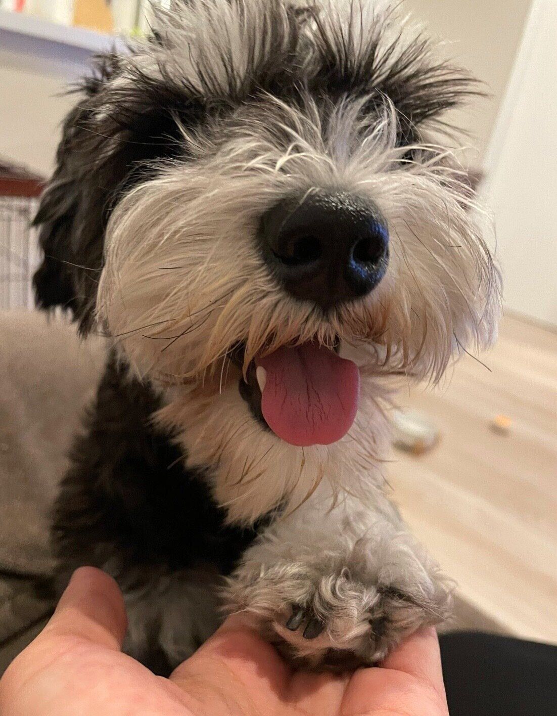 オテをするオリちゃん