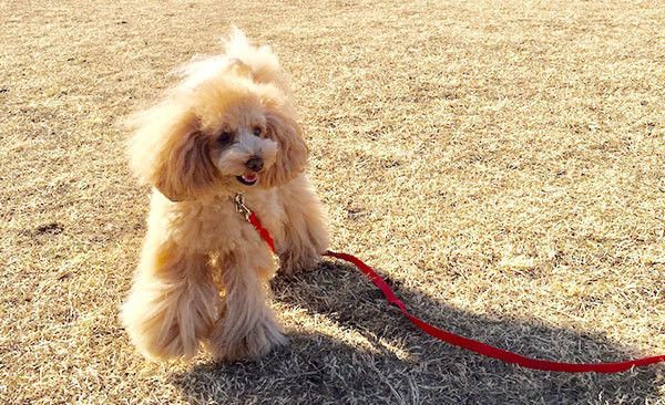 散歩するトイ・プードル