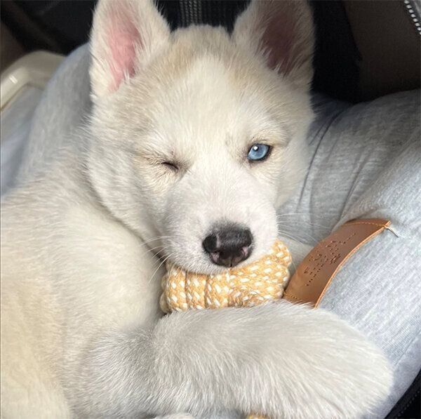 おもちゃで遊ぶアシㇼちゃん