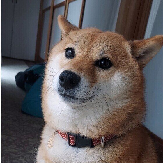 柴のきなこちゃん