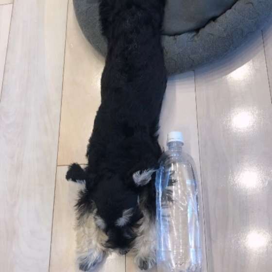 ミニチュア・シュナウザー・OREOくん・ぺたんこ