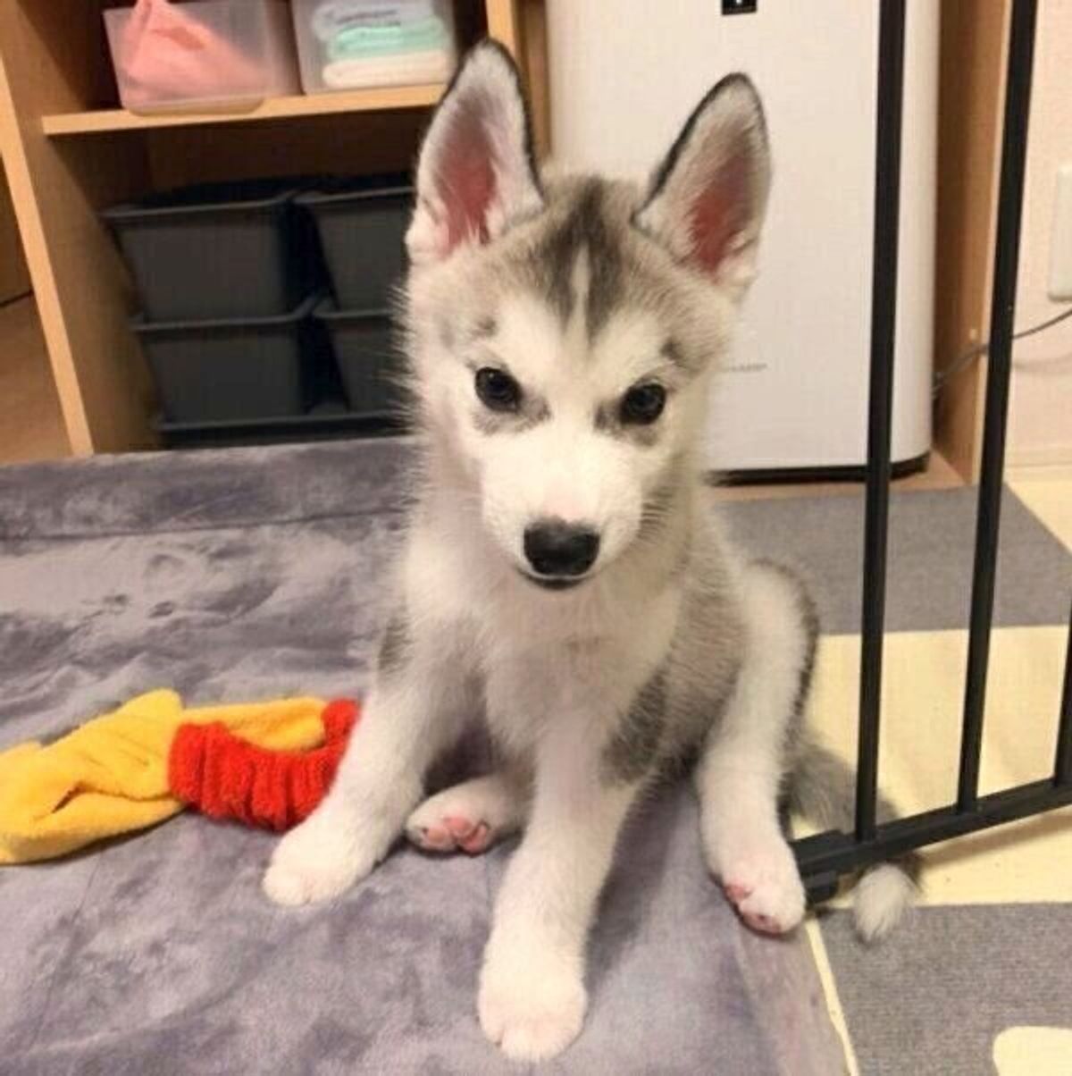 生後2カ月 7カ月 のハスキー子犬の成長ぶりに感動 1才になって立派になったと感じる出来事も いぬのきもちweb Magazine 生後2カ月 7カ月 のハスキー子犬の成長ぶりに感動 1才になって立派になったと感じる出来事も いぬのきもちweb Magazine
