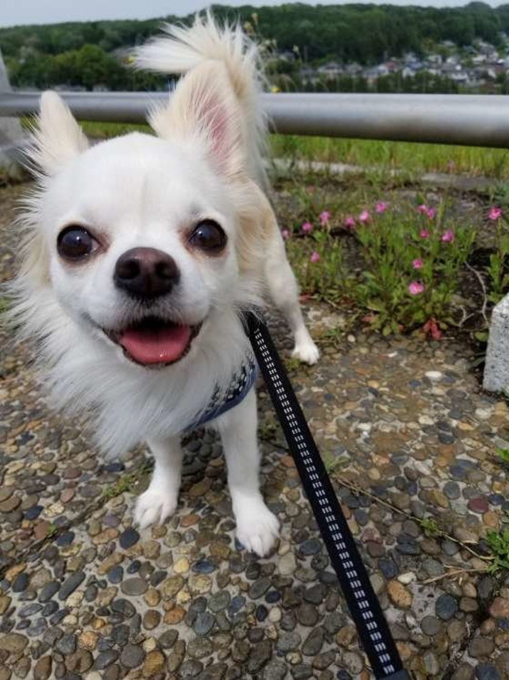 散歩をあまりしない小型犬 3つのリスクを再確認 いぬのきもちweb Magazine 散歩をあまりしない小型犬 3つのリスクを再確認 いぬのきもちweb Magazine