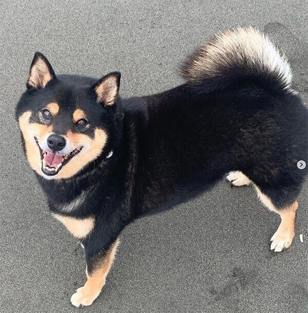 笑顔のさくくん