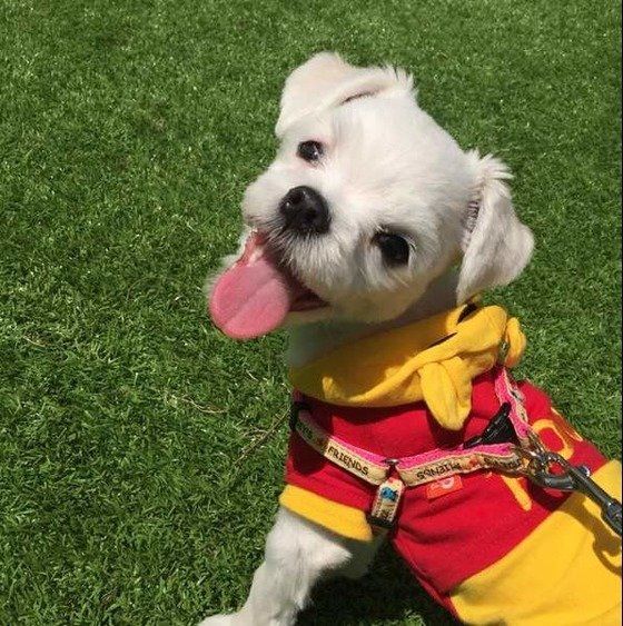 散歩中のマルチーズ