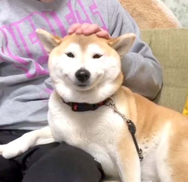 かわいい笑顔を見せる柴犬