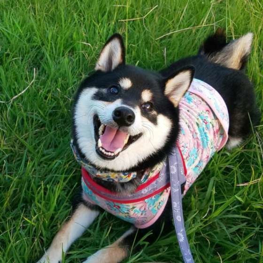 犬が飼い主さんに約束してもらいたい10のこと 犬の十戒 1 5 いぬのきもちweb Magazine 犬が飼い主さんに約束してもらいたい10のこと 犬の十戒 1 5 いぬのきもちweb Magazine