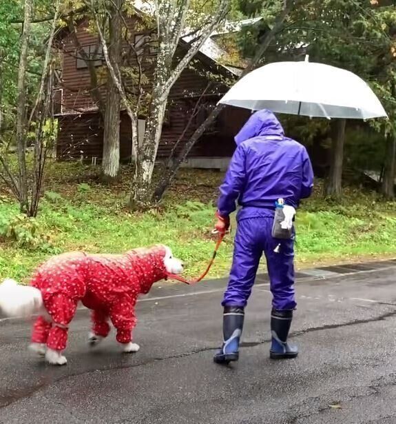 レインコートを着て散歩するグレート・ピレニーズ