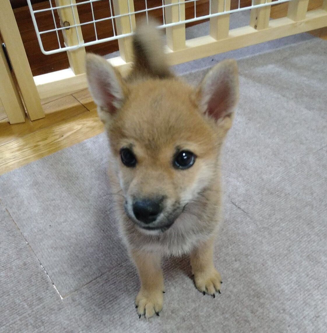 生後3カ月のころに撮影したてんくん