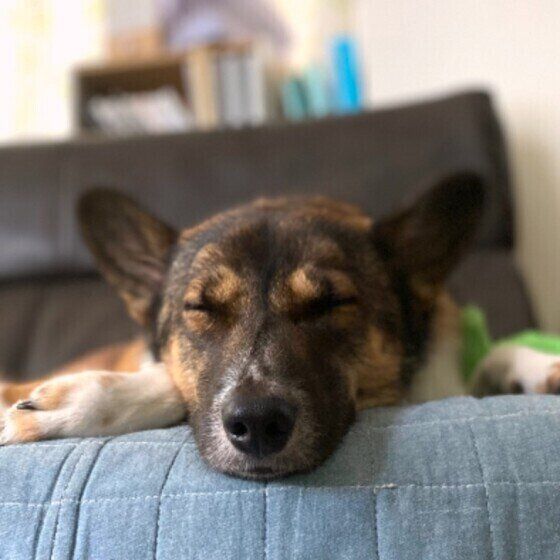 ブルーのソファに頭をのせて気持ちよさそうに眠っているmix(中型犬)