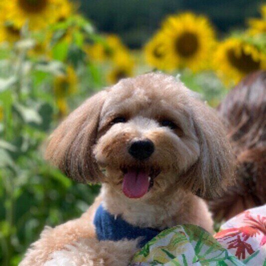 Mix（小型犬）のソナくん♪