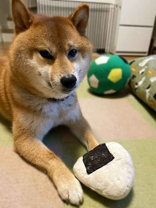 かぼすくん