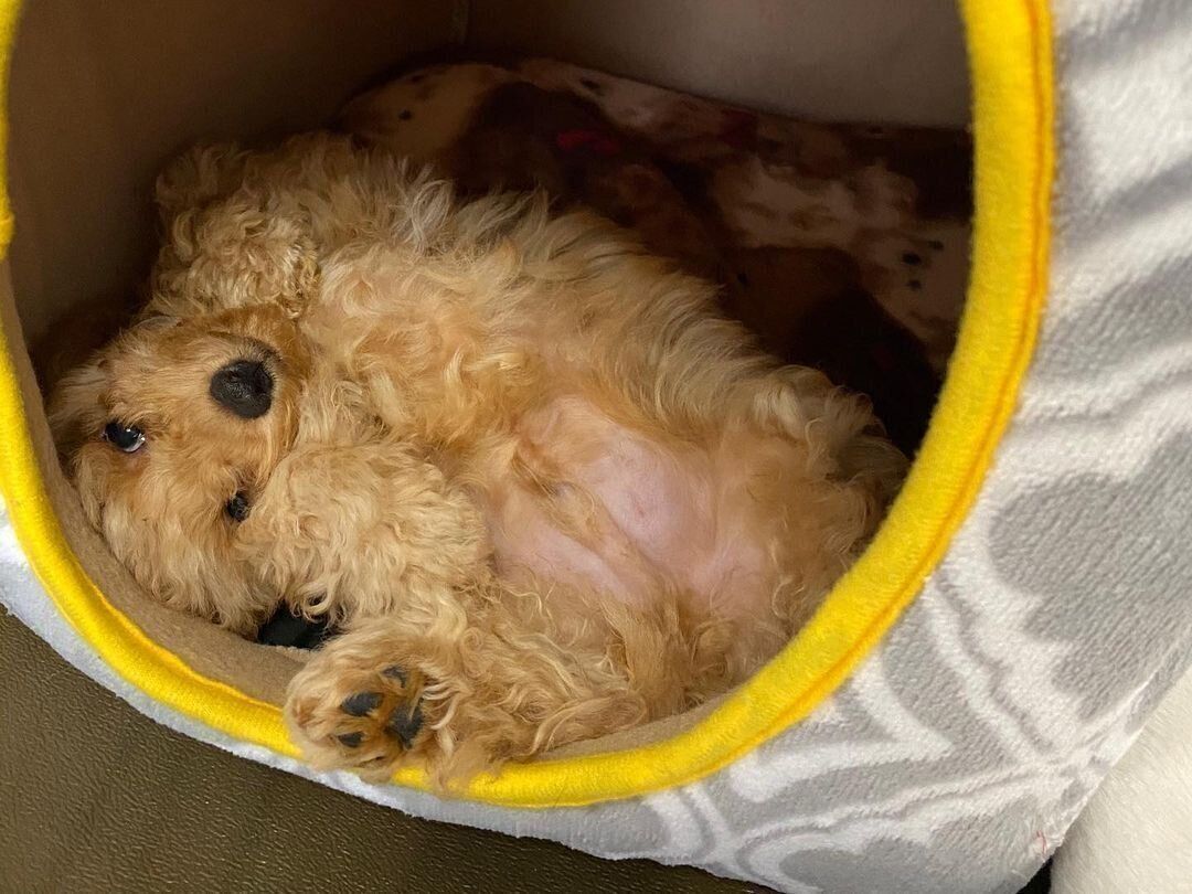 トイ・プードルのムックちゃん