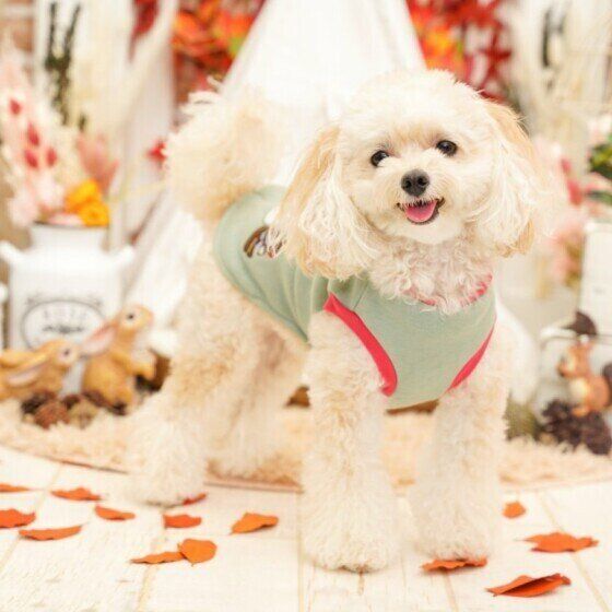 Mixのミクちゃん