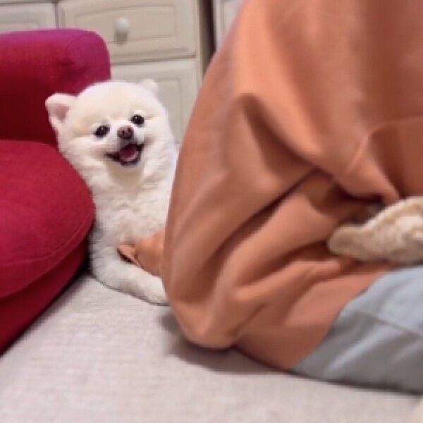 お姉ちゃんの宿題が終わるのを待つニコニコのぽんちゃん