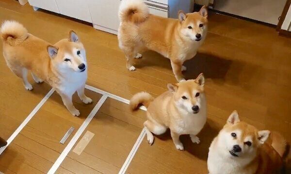 飼い主さんに圧をかける柴犬一家