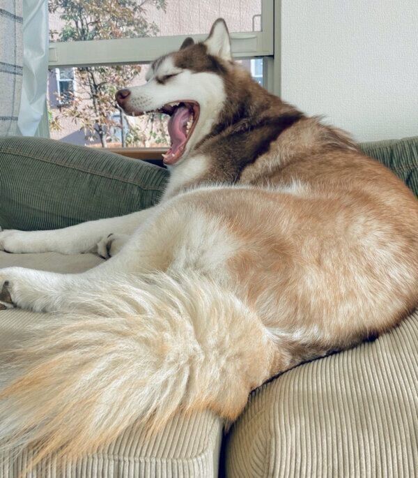 あくびをする北斎くん