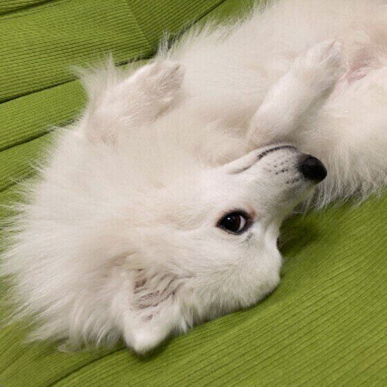 犬の爪が折れて血が止まらない?そんなことあるの?折れた際の対応は? いぬのきもち