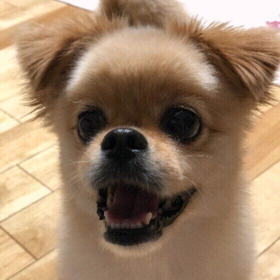 笑顔のモカちゃん