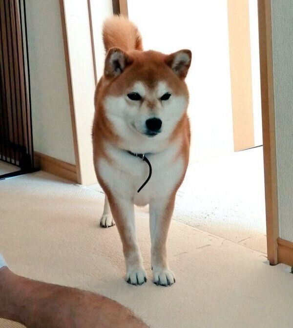 寝転がるパパさんを見つめるわさびちゃん