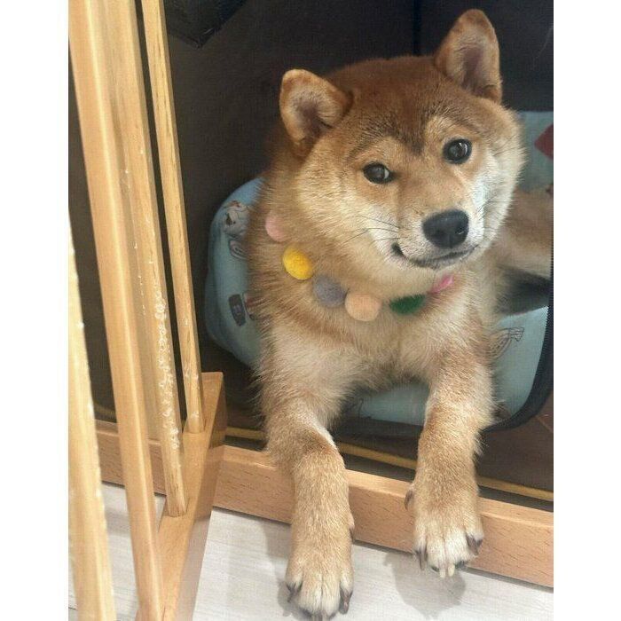 お迎えしたばかりのころのぽたくん