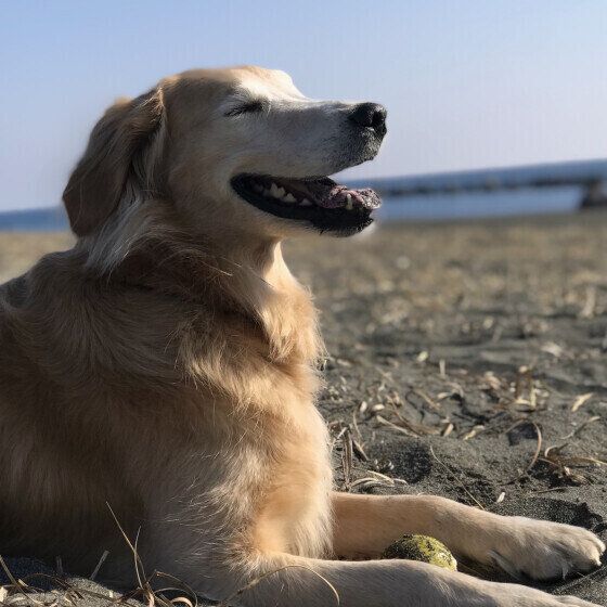 砂浜に座るもおかちゃん（ゴールデン・レトリーバー）