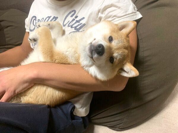 まったりするオイルちゃん