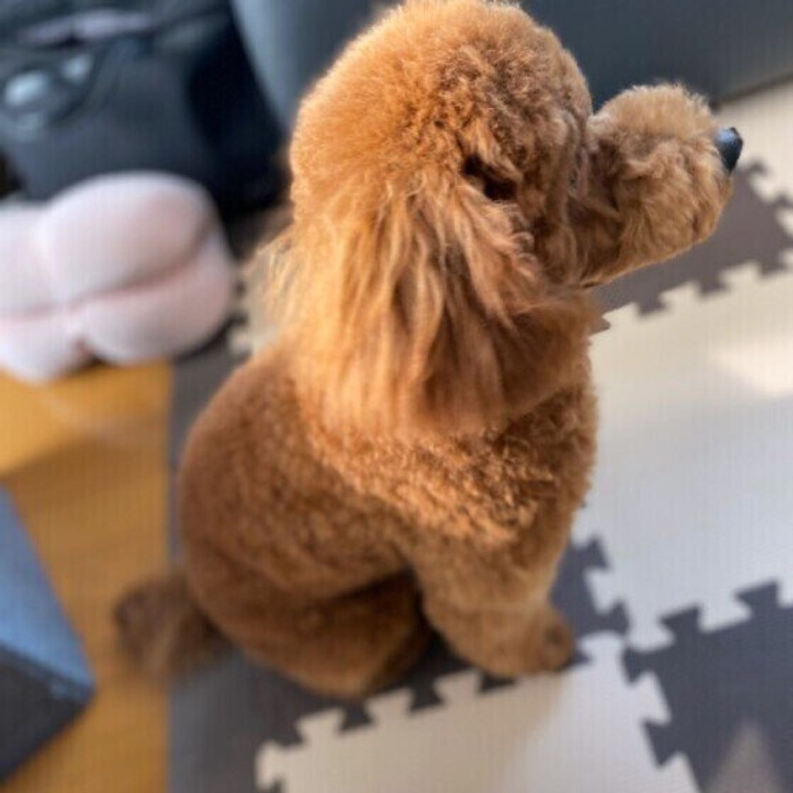 犬の歯の健康のためには 固いものをあげるのがいい は勘違い 獣医師が解説 いぬのきもちweb Magazine 犬の歯の健康のためには 固いものをあげるのがいい は勘違い 獣医師が解説 いぬのきもちweb Magazine